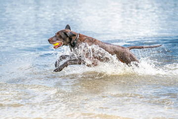 Detailed German Shorthaired Pointer jumps into the water with lots of splashing from the blue water. Water splashes from the tail, the dog has a tennis ball in its mouth