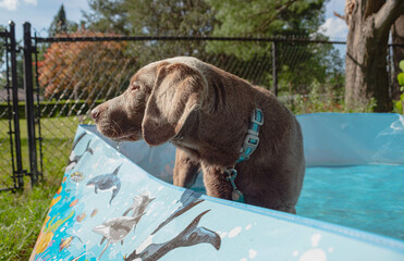 Labrador Pool