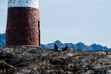 Bird Island in the Beagle Channel near the Ushuaia city. Ushuaia is the capital of Tierra del Fuego province in Argentina. Place full of birds and pinguin next to a lighthouse.