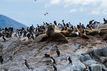 Bird Island in the Beagle Channel near the Ushuaia city. Ushuaia is the capital of Tierra del Fuego province in Argentina.