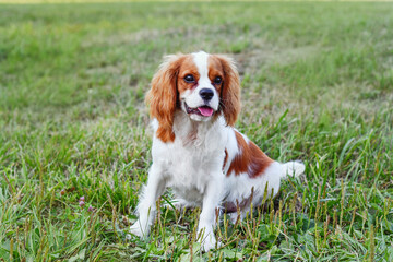 cavalier king charles spaniel sit.  Beautiful puppy