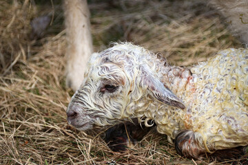 Newborn baby lamb in spring