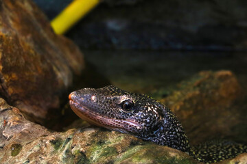 Close-up of a lizard in an animal park.