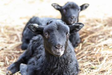 Fototapeta premium Lamb siblings resting together outside in nature