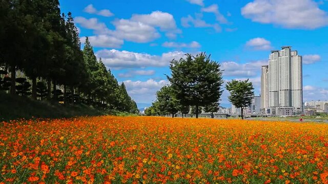 A fields of flowers waving from wind bitch skyscraper background, in Ulsan, South Korea