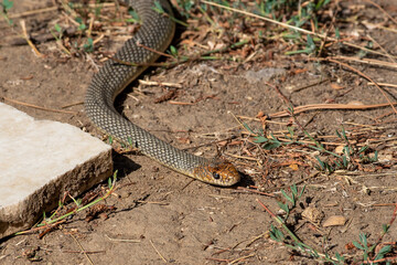 Dolichophis caspius snake crawling on the ground, 
Caspian whipsnake in summer scene
