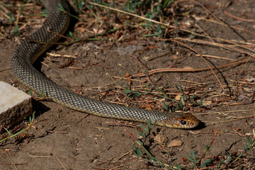 Dolichophis caspius snake crawling on the ground, 
Caspian whipsnake in summer scene
