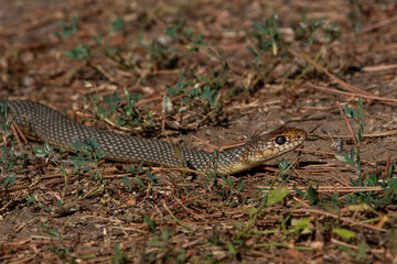 Dolichophis caspius snake crawling on the ground, 
Caspian whipsnake in summer scene
