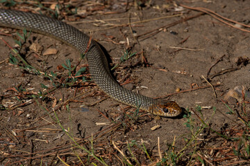 Dolichophis caspius snake crawling on the ground, 
Caspian whipsnake in summer scene
