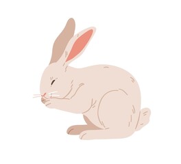 American rabbit with long ears. Cute bunny of beveren breed. Domestic animal washing itself. Adorable coney pet. Realistic flat vector illustration of hare isolated on white background
