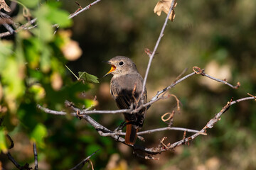 Phoenicurus phoenicurus sit on tree
Common redstart sit on branch Volgograd region, Russia.