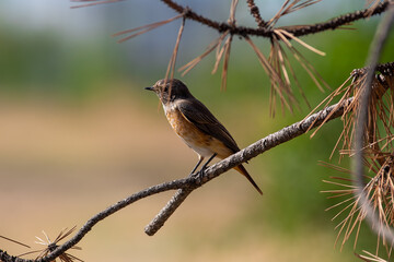 Phoenicurus phoenicurus sit on tree
Common redstart sit on branch Volgograd region, Russia.