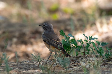 Phoenicurus phoenicurus sit on ground
Common redstart sit on ground Volgograd region, Russia.