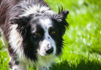 Border Collie Sheep Dog