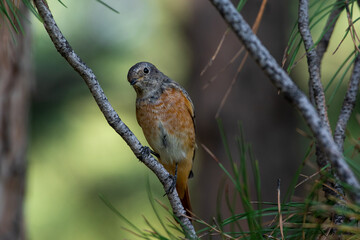 Phoenicurus phoenicurus sit on tree
Common redstart sit on branch Volgograd region, Russia.