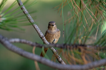 Phoenicurus phoenicurus sit on tree
Common redstart sit on branch Volgograd region, Russia.