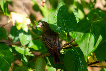 Phoenicurus phoenicurus sit on tree
Common redstart sit on branch Volgograd region, Russia.