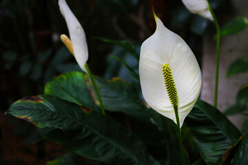 Spathiphyllum wallisii, commonly known as peace lily, white sails