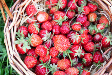 Fresh ripe strawberries in a wooden basket on strawberry field.