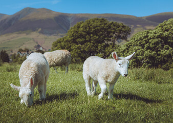 Lambs grazing together on a hill