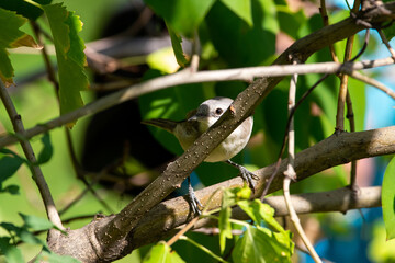 Phylloscopus sit on tree
Leaf warbler sit on branch Volgograd region, Russia.