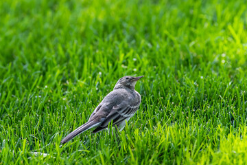 Motacilla alba syriacus sit on grass
White wagtail sit on grass Volgograd region, Russia.