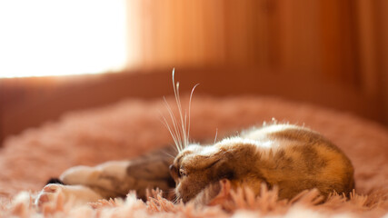 domestic cat with green eyes, short-haired cat sleeps on the bed at home