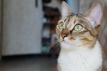 Obraz premium cat at home sits on the floor, short-haired with green eyes