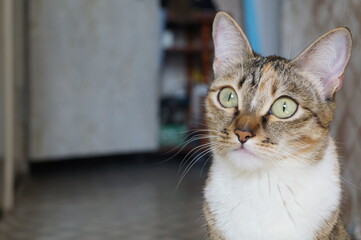 Fototapeta premium portrait of a cat, cat at home sits on the floor, short-haired with green eyes
