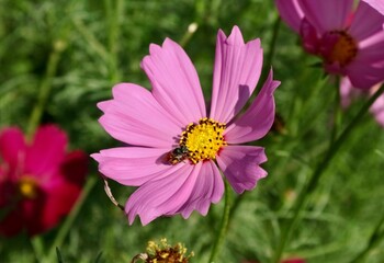 Fototapeta premium Flowers