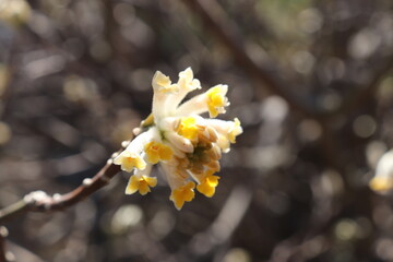 Oriental paperbush blooming