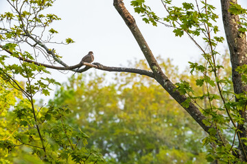 bird on tree