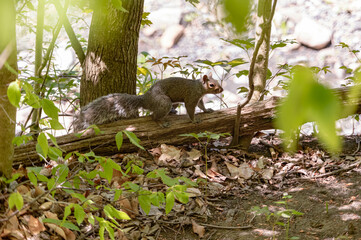 squirrel in the woods