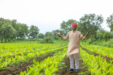 Young indian farmer at turmeric agriculture field.