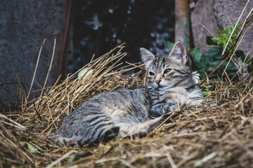 Junge Katze Katzenbaby