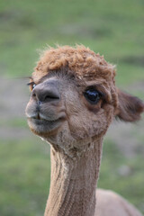 Fototapeta premium close up of a alpaca