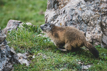 Alpenmurmeltier Alpen Murmeltier