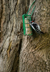 Fototapeta premium Woodpecker Eating