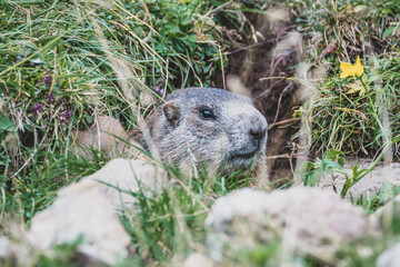 Alpenmurmeltier Alpen Murmeltier