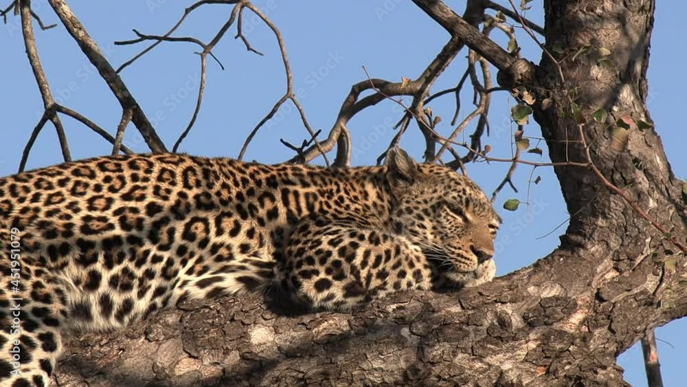 Poster close-up of leopard resting on tree branch at golden hour