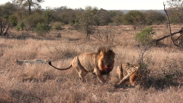Male lion asserts dominance to male and female in African bushland