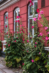 Hollyhocks in front of a beautiful old red building