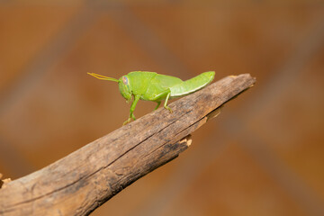 grasshopper on the branch