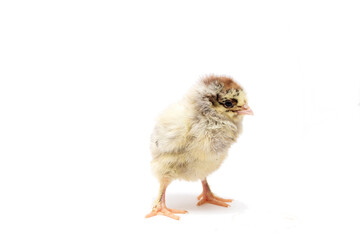 Yong chicken isolated on white background
