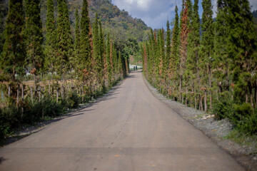 A road with pine trees on both sides