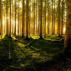 Goldene Sonnenstrahlen im Wald