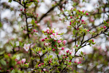 Blüten an einem Baum