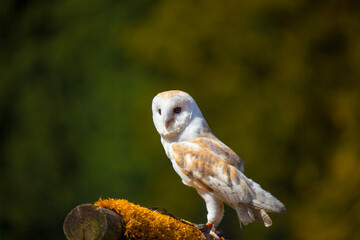 Barn Owl sitting on a branch.