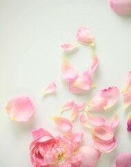 Fototapeta na wymiar 散ったバラの花びら、ピンクの薔薇の花びら、白背景