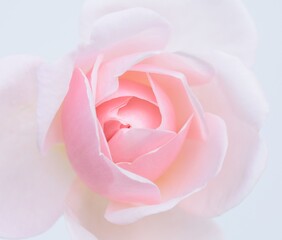 ソフトピンクの薔薇の花、１輪、クローズアップ、白背景